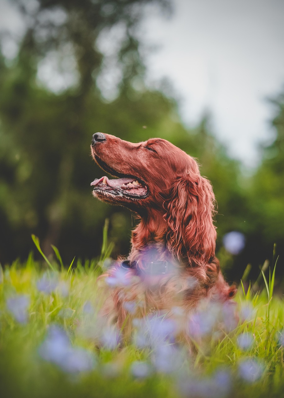 irish setter, dog, flower wallpaper, beautiful flowers, pet, animal, canine, nature, summer meadow, grass, hunting dog, beautiful, flower background, flowers