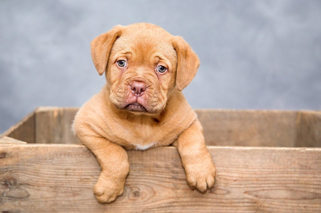puppy, dog, pet, cute, brown dog, purebred, dog breed, portrait, dog portrait, mammal, nature, animal, domestic, domestic dog, canine