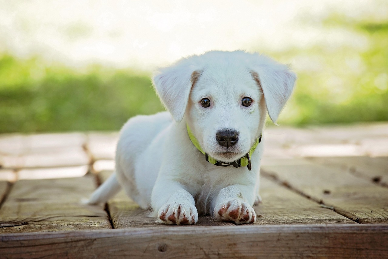 puppy, dog, pet, collar, dog collar, white puppy, white dog, domestic, nature, domestic dog, lying down, portrait, dog portrait, animal, cute, white, adorable, canine, doggy, looking